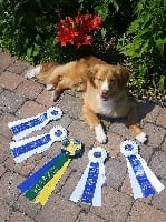 Étalon Retriever de la Nouvelle-Ecosse - Tuffntendr What Dz T Fox Says pcd