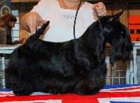 Étalon Scottish Terrier - CH. Verascott Handle with care