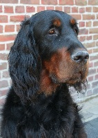 Étalon Setter Gordon - CH. H. rembrandt Of royal residence