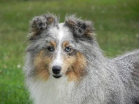 Étalon Shetland Sheepdog - Judith bleue du Cèdre Enchanté