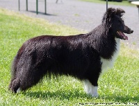Étalon Shetland Sheepdog - Fryska noire du Trésor d'Ysatis