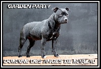Étalon Staffordshire Bull Terrier - Garden party du domaine des Anges de Marlau