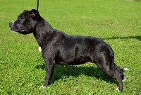 Étalon Staffordshire Bull Terrier - CH. Inaya (Sans Affixe)