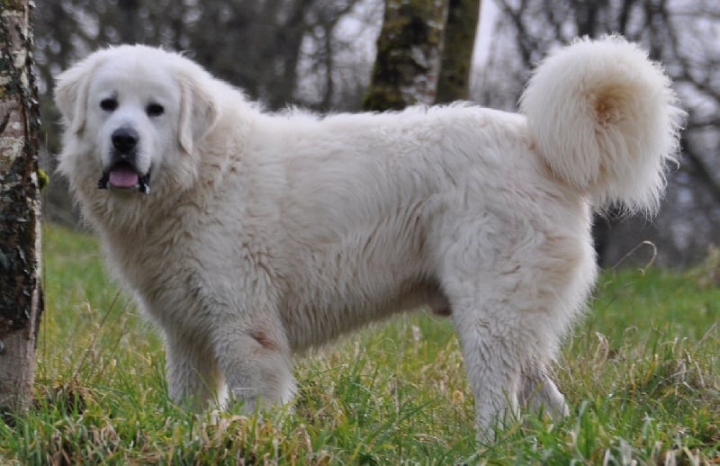 Publication : des coleres de Zeus Auteur : DEROODE