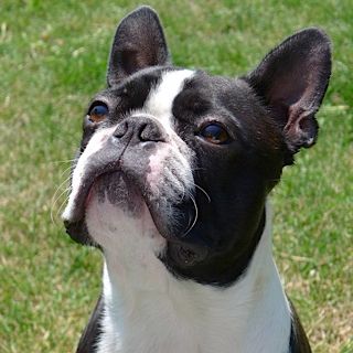 Publication : GoldenGlimmer Auteur : Susanne Urban