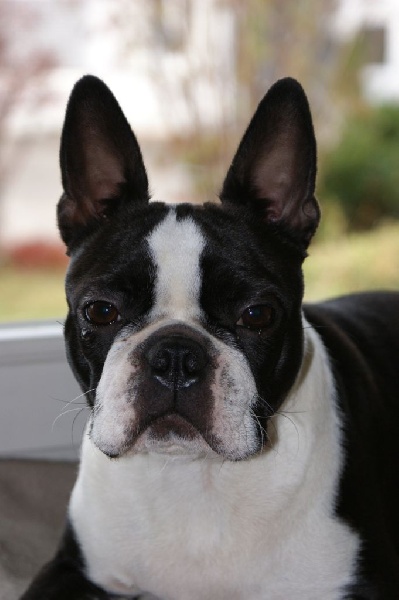 Publication : GoldenGlimmer Auteur : Susanne Urban