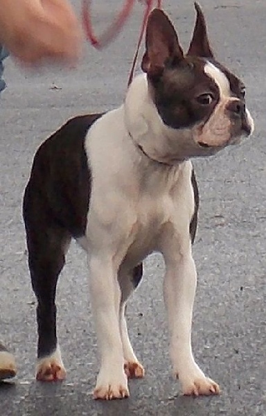 Publication : Des Hobereaux De La Zorn Auteur : Pellegrino Camille