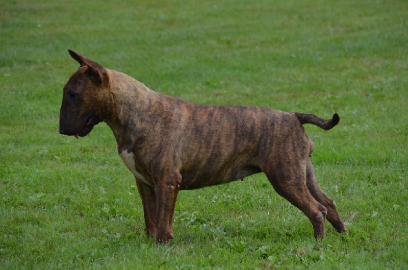 CH. Thud and cuddles Ida van munster