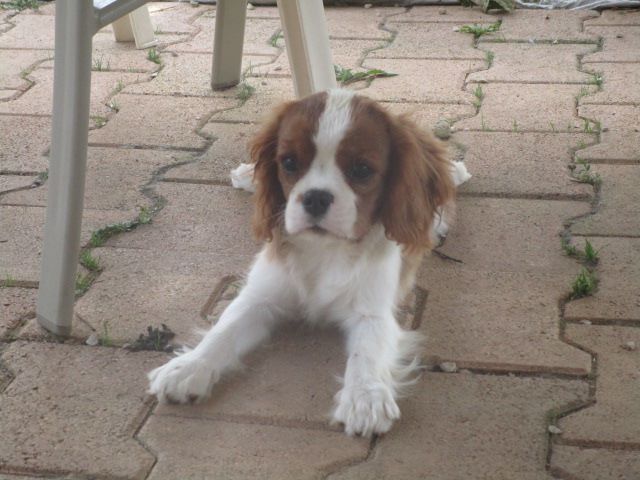 Publication : du Mont D'Alesia Auteur : J Linek