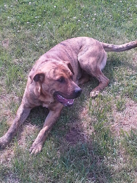 Publication : Des Douces Folies d'Asie Auteur : Deniaud michel