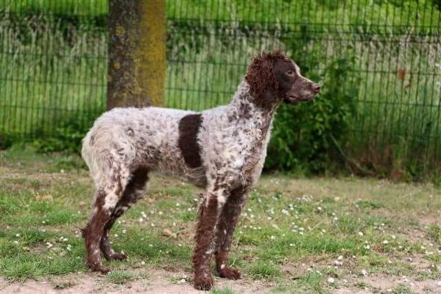 Publication : Du Bois De La Fosse Etaine Auteur : du Bois de la Fosse Etaine