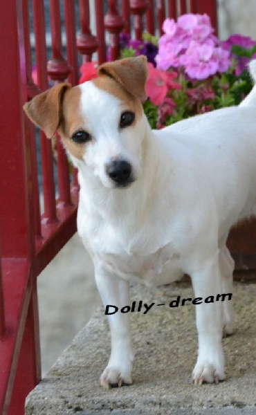 Dolly dream des champs de l'Aisne