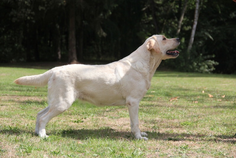 It can always better of misty dreams