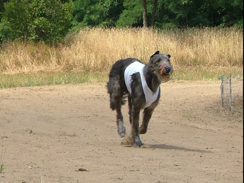 Itha Of Highland Wolfhound