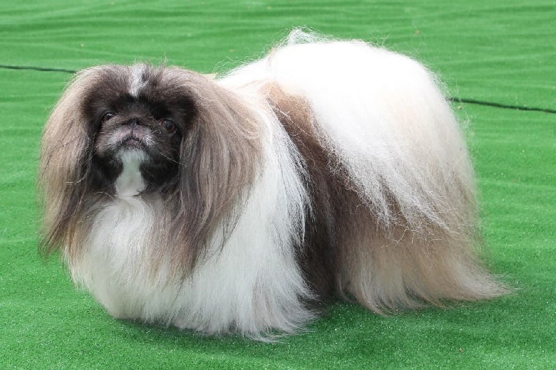 Publication : De L'orais D'almenêche Auteur : M VETU