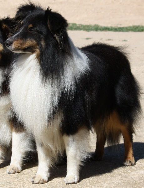 Publication : Du Clan De Briga Auteur : Clan de Briga