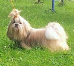 Golden lady des parfums d orient