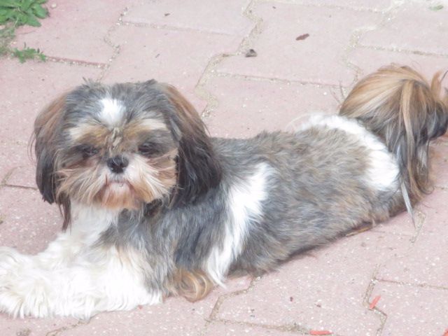 Publication : du Domaine De Justival Auteur : MARIE ANGE GAUTIER