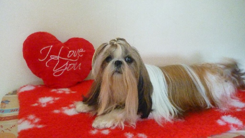 Publication : (Sans Affixe) Auteur : Du Domaine De Gensac