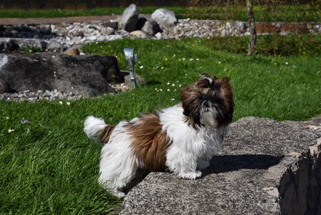 Publication : The Royal Shih Tzu Garden 