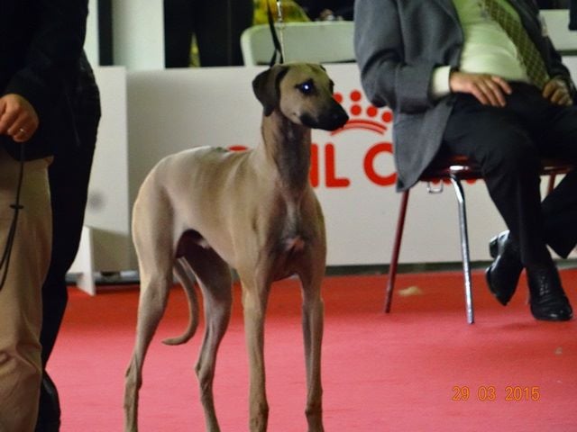 Publication : des Fantasia d'al Rimal Auteur : al rimal