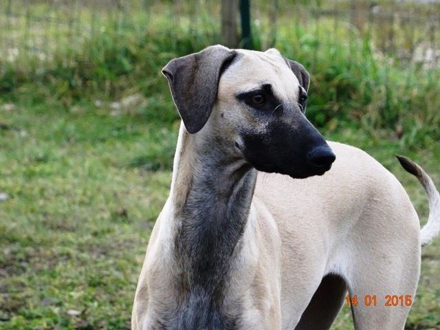 Publication : des Fantasia d'al Rimal Auteur : o.delatre