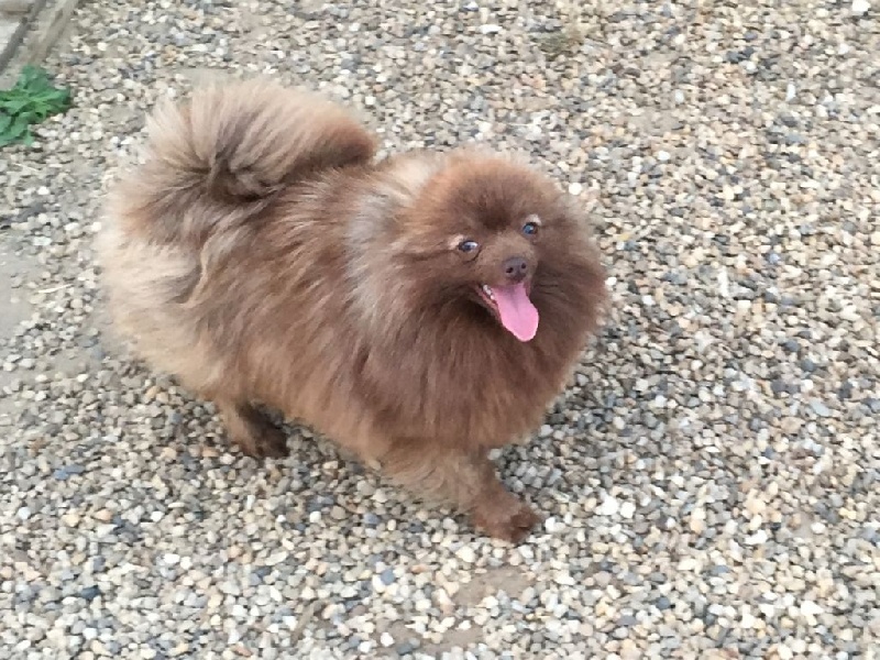 Publication : des Seigneurs de la Vallée de l'Isle Auteur : MDR