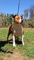 Étalon American Staffordshire Terrier - Xzipit's Gold star bellagio