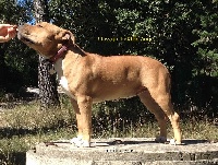 Étalon American Staffordshire Terrier - Jill beautiful red queen Du treizieme ange