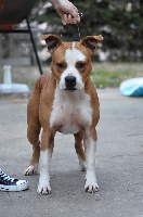 Étalon American Staffordshire Terrier - CH. Himalaya the imbridgeable of Walker red kennel