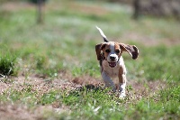 Étalon Beagle - Leica du Pays De La Bièvre