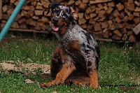 Étalon Berger de Beauce - Doriane marguerite psi mysteria