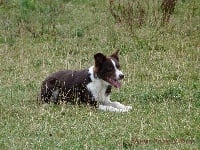 Étalon Border Collie - CH. Gaïa red by shark du Mas de Valaurine