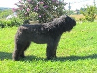 Étalon Bouvier des Flandres - I'louna Du Bain du Roy