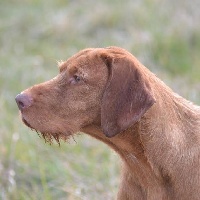 Étalon Braque hongrois à poil dur - CH. Furdohazi Kapos