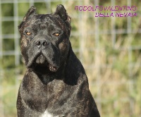 Étalon Cane Corso - Rodolfovalentino della nevaia