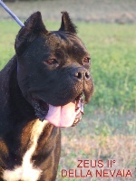 Étalon Cane Corso - Zeus 2° della nevaia