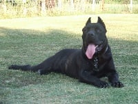 Étalon Cane Corso - Adelaide della nevaia