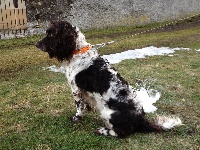 Étalon Chien d'Oysel allemand - des monts d'argonne Iona