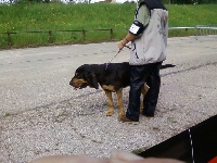 Étalon Chien de Saint-Hubert - de la voix de saint lact Halys