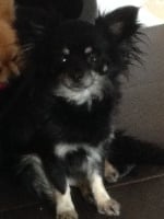 Étalon Chihuahua - TR. Leia My little padawan