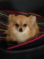 Étalon Chihuahua - Heddi of red wild fire