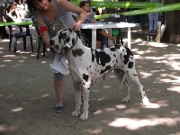 Étalon Dogue allemand - Aura delle cinque stelle