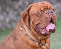 Étalon Dogue de Bordeaux - Ikea gioia Dogue Force One