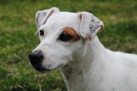 Étalon Jack Russell Terrier - Idylle Des Terriers Du Large