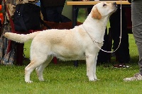 Étalon Labrador Retriever - Kalypso Du bercail natal