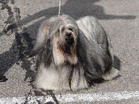 Étalon Lhassa Apso - Hai-may-lyng-chung de l'Abbaye de Calmetie