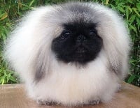 Étalon Pekinois - Vannjty J - lo