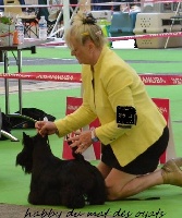 Étalon Scottish Terrier - Habby du Mat des Oyats