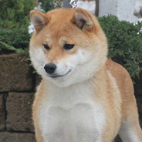 Étalon Shiba - Chishi go Di casa saporito